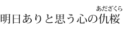 明日ありと思う心の仇桜